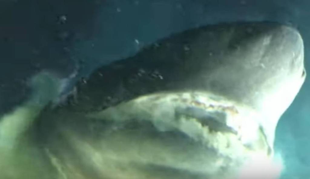 Avistan a un tiburón más antiguo que los&nbsp;dinosaurios