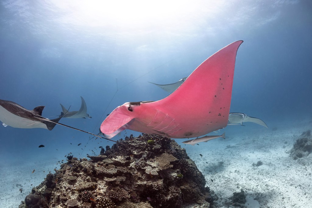 Captan por primera vez a una mantarraya rosada en la Gran Barrera de&nbsp;Coral
