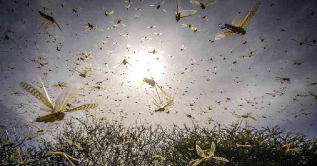 Uruguay en alerta roja, langostas se encuentran a 50 km de la&nbsp;frontera