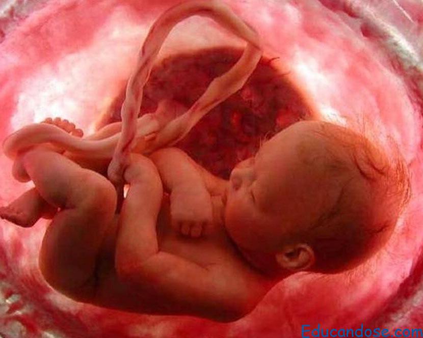 Por primera vez en la historia hallan microplásticos en la placenta&nbsp;humana